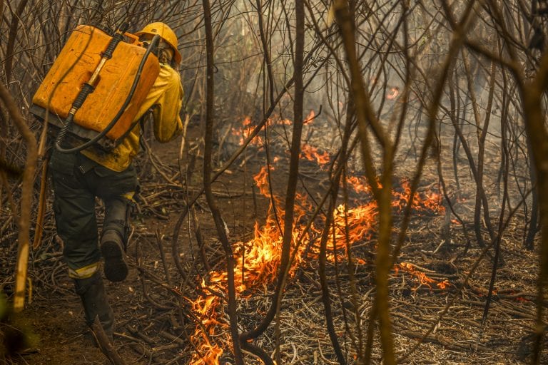PL cria figura do 'boi bombeiro' e regula pecuária no Pantanal