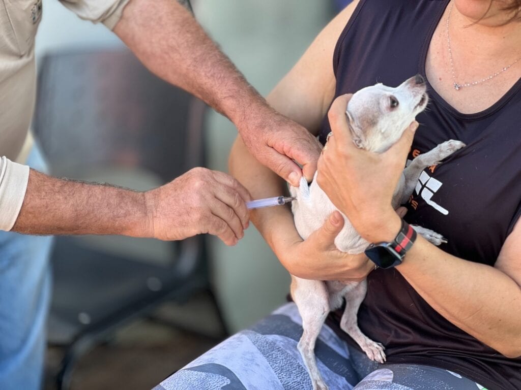 Anápolis terá feria com vacinação antirrábica gratuita para cães e gatos neste sábado (17)