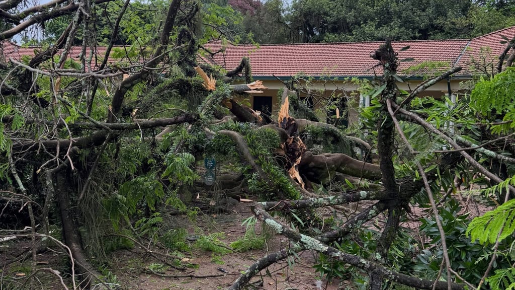 Árvore de 60 anos cai durante ventania no Parque Vicentina Aranha, em São José
