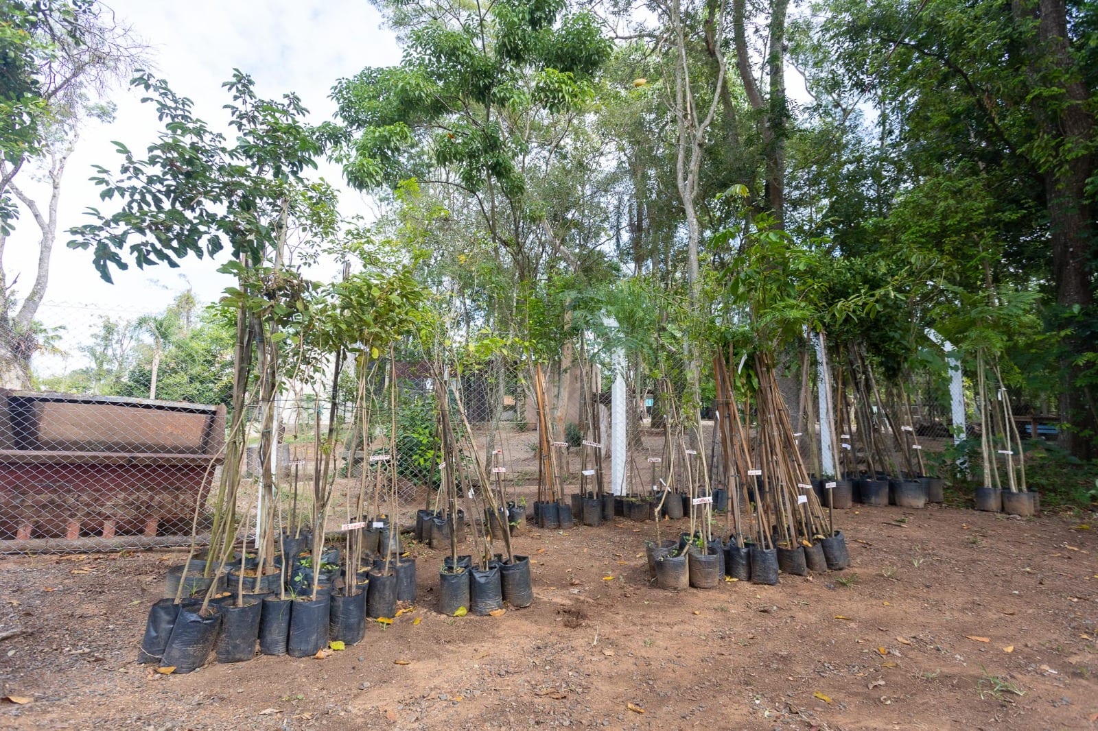 Viveiro Municipal de Canoas disponibiliza mudas nativas e frutíferas gratuitamente
