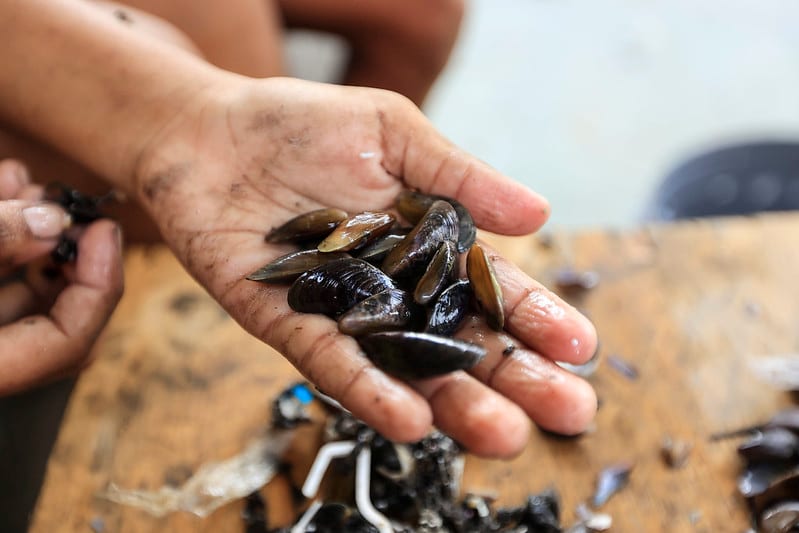 Por que o sururu está desaparecendo dos rios do Recife