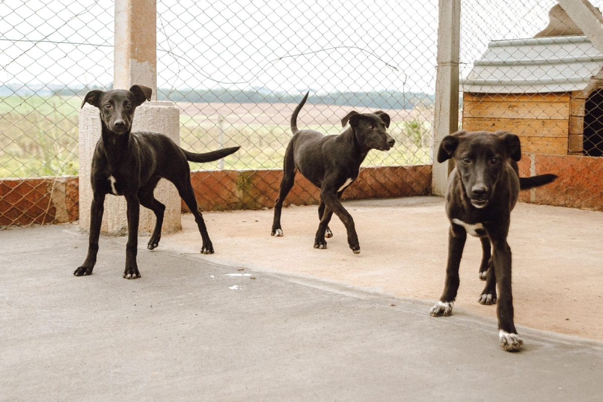 Site facilita acesso a cães e gatos disponíveis para adoção em Venâncio Aires