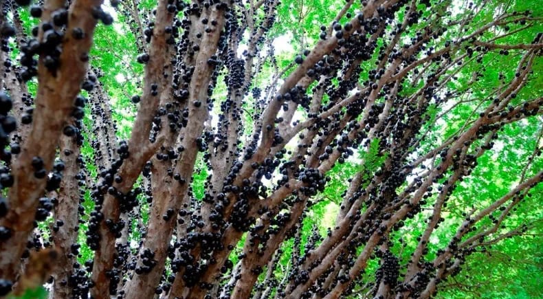 Temporada da jabuticaba começa mais cedo em Taquaruçu; seis pomares abrem para visitação