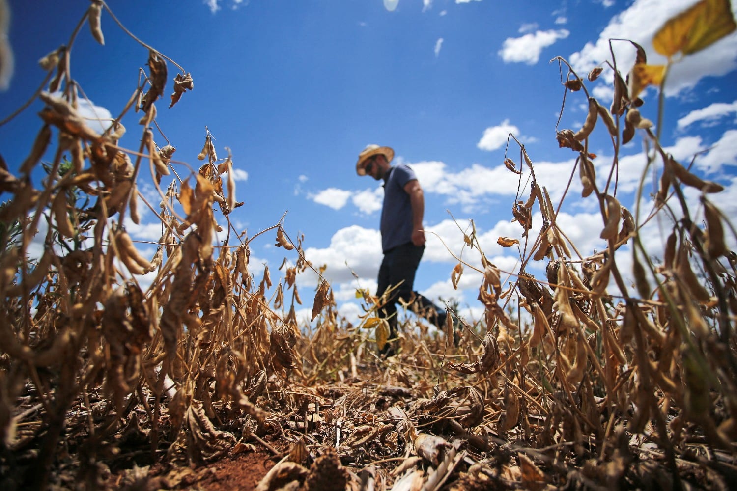Agro à beira do colapso: mais de 500 pedidos de recuperação judicial acendem alerta no Brasil e no RS