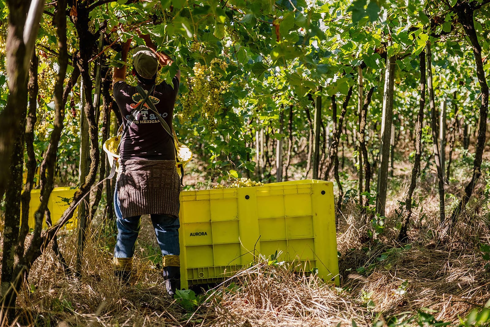 Vinícola Aurora atinge maturidade ESG em seu 2º Relatório de Sustentabilidade e passa a estampar o selo Carbon Free®