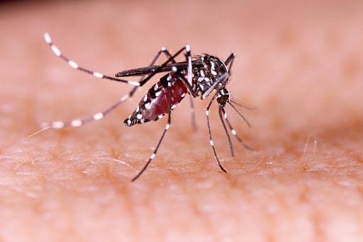 Mudanças climáticas já causam aumento de doenças infecciosas no país