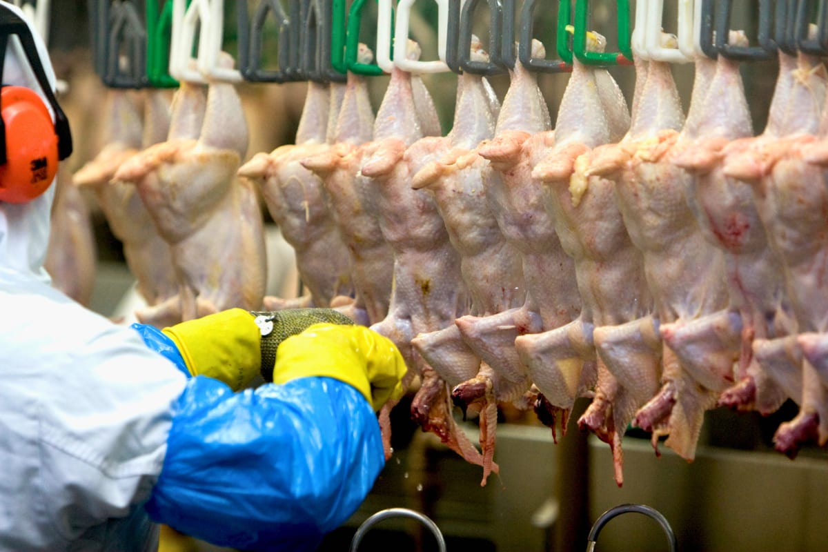 Frango: embarques à UE crescem em setembro mesmo com suspensão de certificados