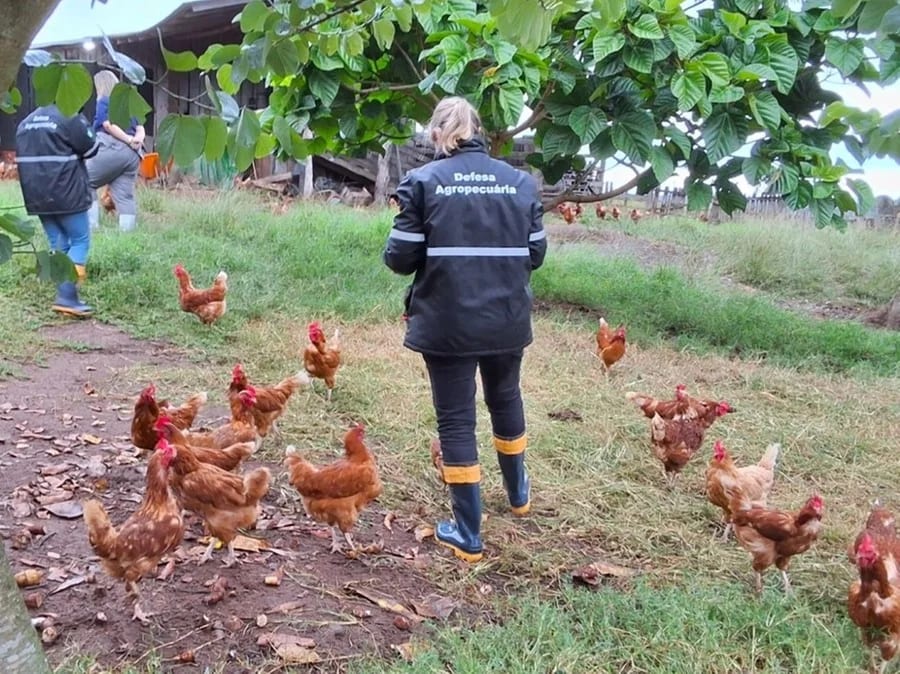 RS registra caso de gripe aviária em aves de subsistência em Selbach