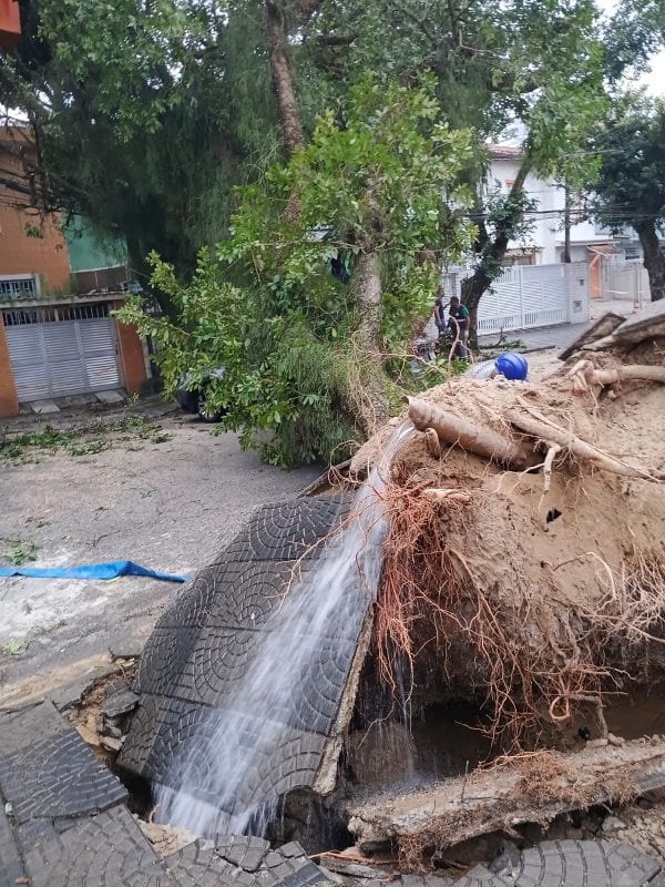 Quedas de árvores em Santos expõem falhas na manutenção e na licitação