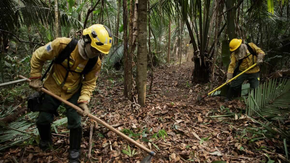 Amazônia Legal Tem Menor Desmatamento Já Registrado em Quase 40 Anos