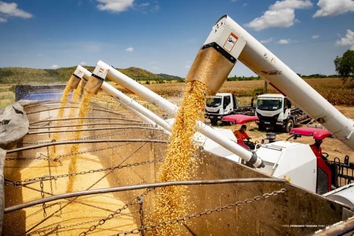 Colheita de milho em Boa Vista começa com 324 hectares plantados na agricultura familiar
