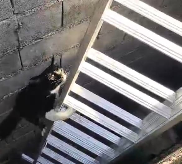 Bombeiros resgatam gato preso entre muros de 3,5 metros em Caraguatatuba