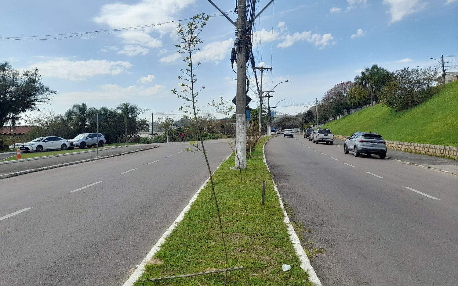 Questionamento sobre Arborização Urbana em Guaíba
