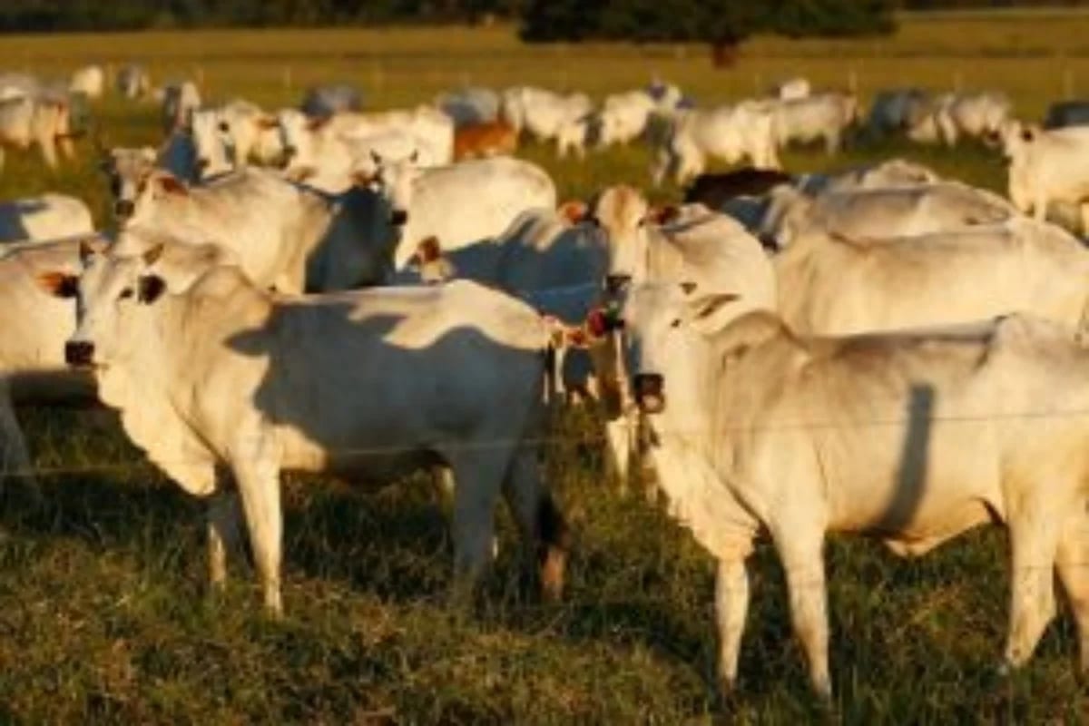 UE veta parte da carne brasileira a partir de 3 de setembro