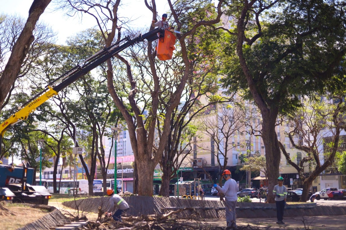 Prefeitura contrata empresa para manejo da arborização, com foco na celeridade
