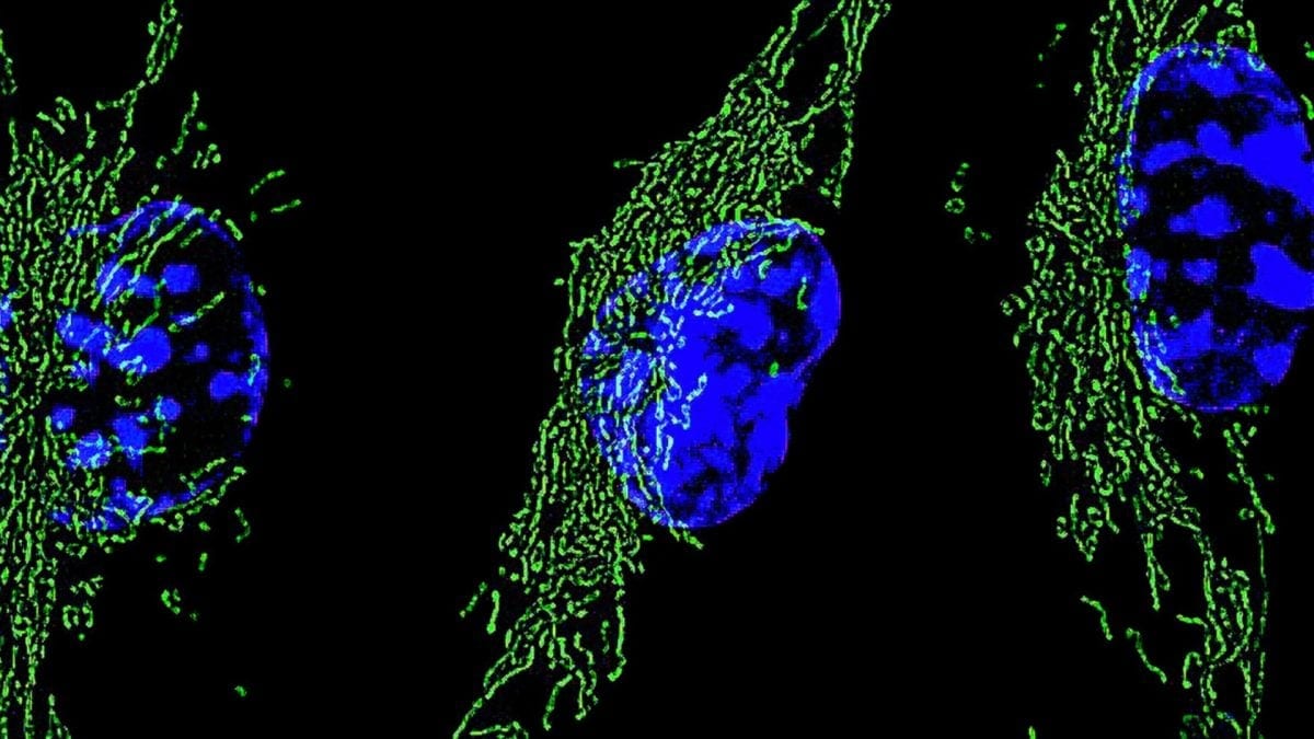 Estudo detalha como células de defesa aceleram resposta a infecções