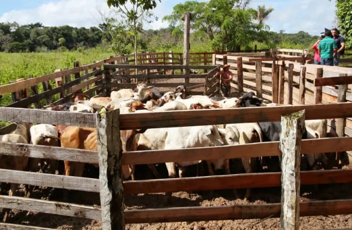 Período de declaração para atualização de rebanhos começa neste domingo, 1º, em Rondônia