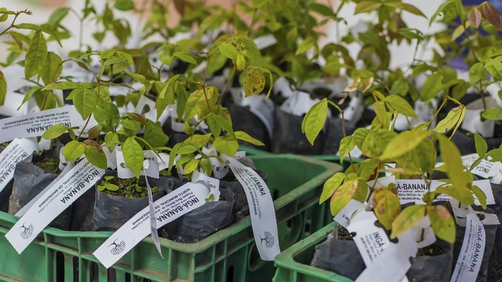 Prefeitura distribui mudas de árvores frutíferas em Curitiba a partir de 18 de outubro