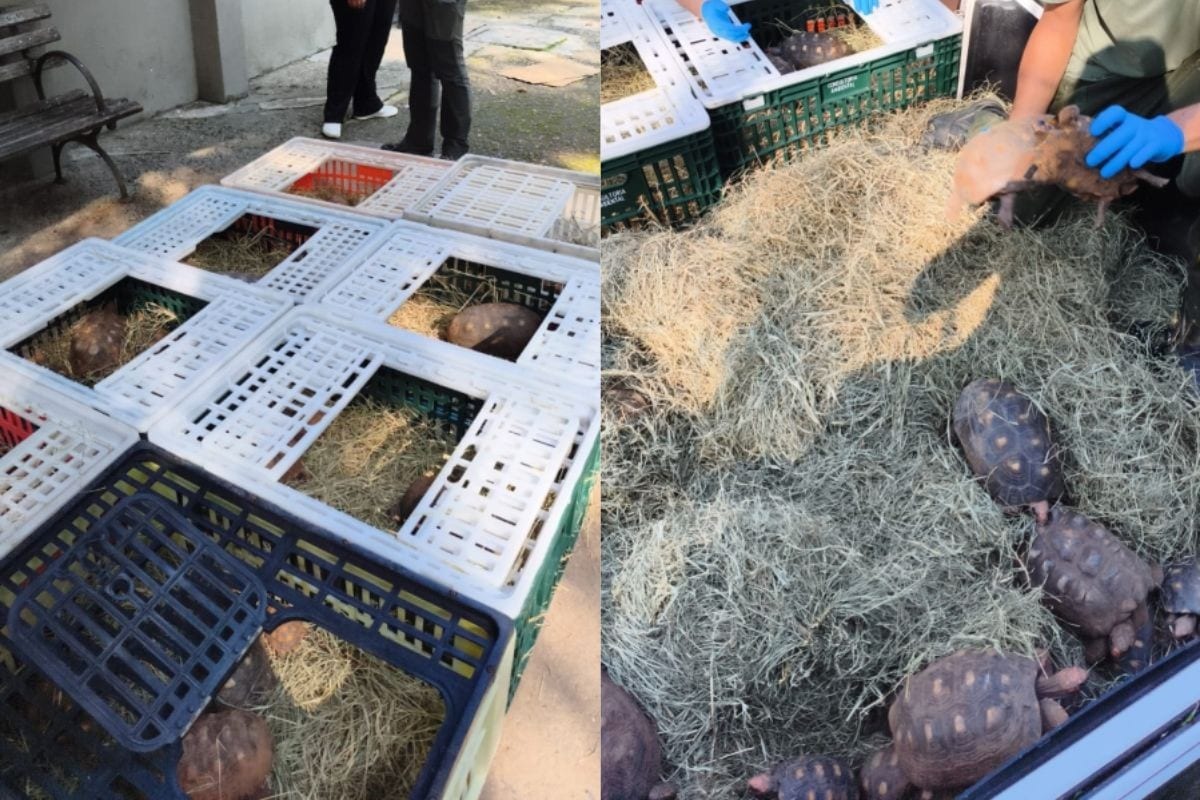 Mais 50 jabutis são retirados de praça pública onde população chegou a 250 animais no interior de SP