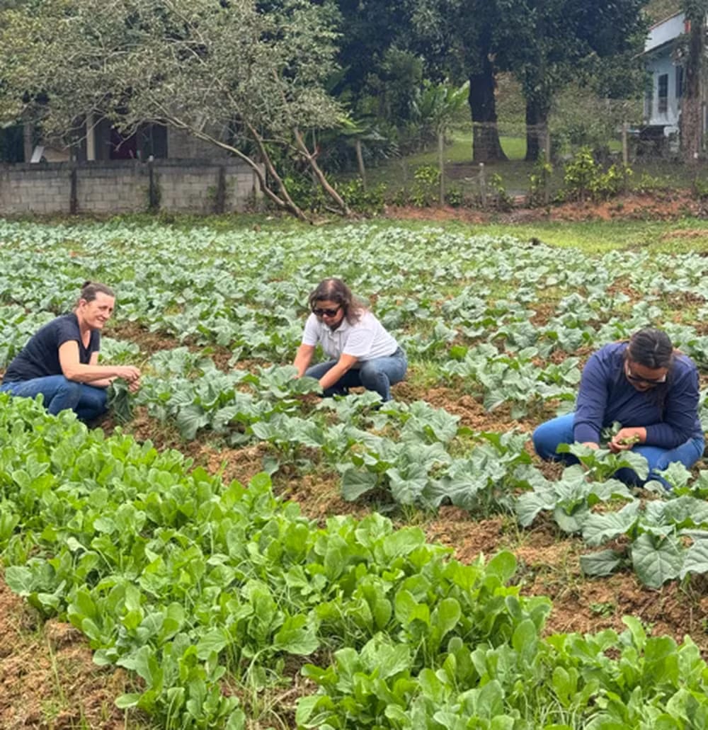 Hortas de Palmas têm proposta semelhante à de projeto agrícola de Zeca Pagodinho