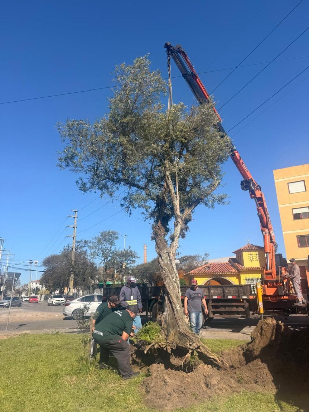 Oliveira atingida por vendaval ganha novo lugar na arborização de Rio Grande
