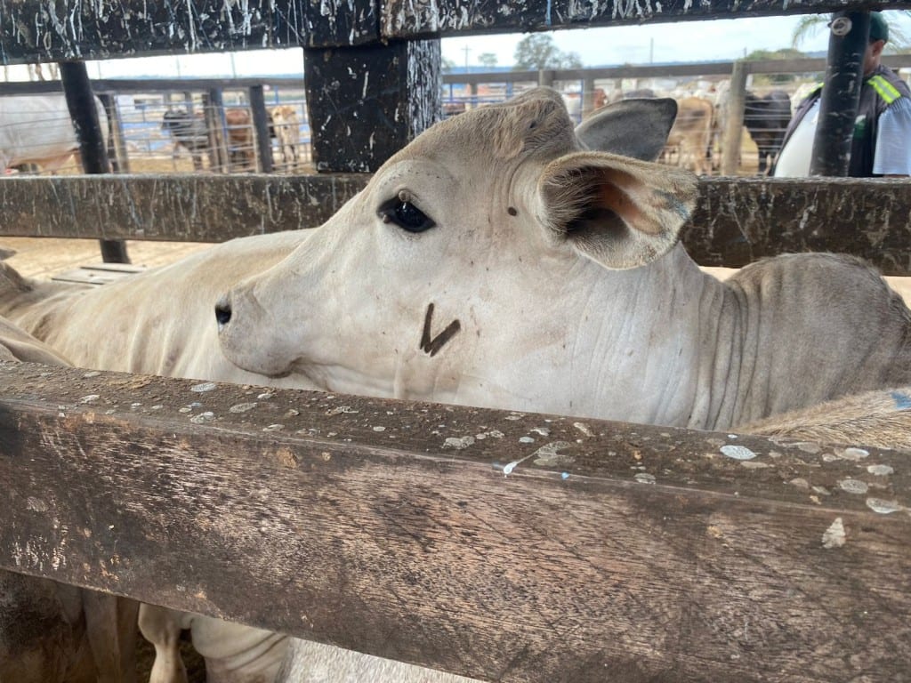 Assembleia de Goiás pauta projeto que cria Semana Estadual contra brucelose bovina