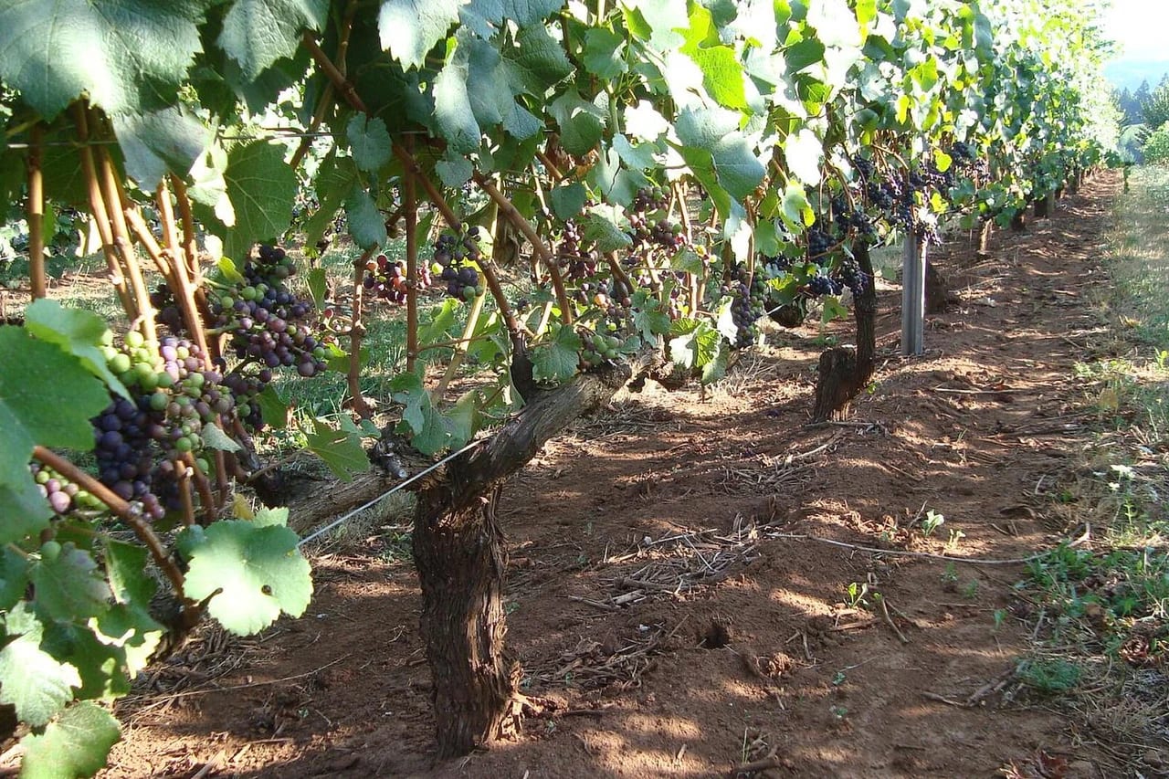 Ort inclui vinhedos e degustação entre experiências em Campos do Jordão