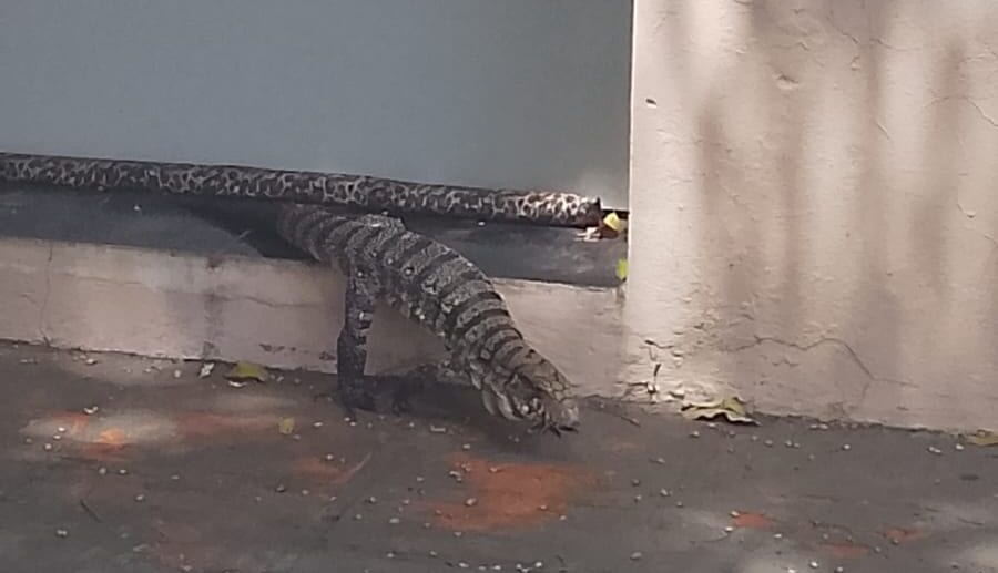 Teiú é resgatado após entrar em imóvel no bairro Cidade Universitária, em Presidente Prudente