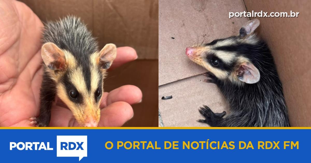 Prefeitura resgata filhote de gambá-saruê no Papuã e reforça orientações sobre a fauna silvestre