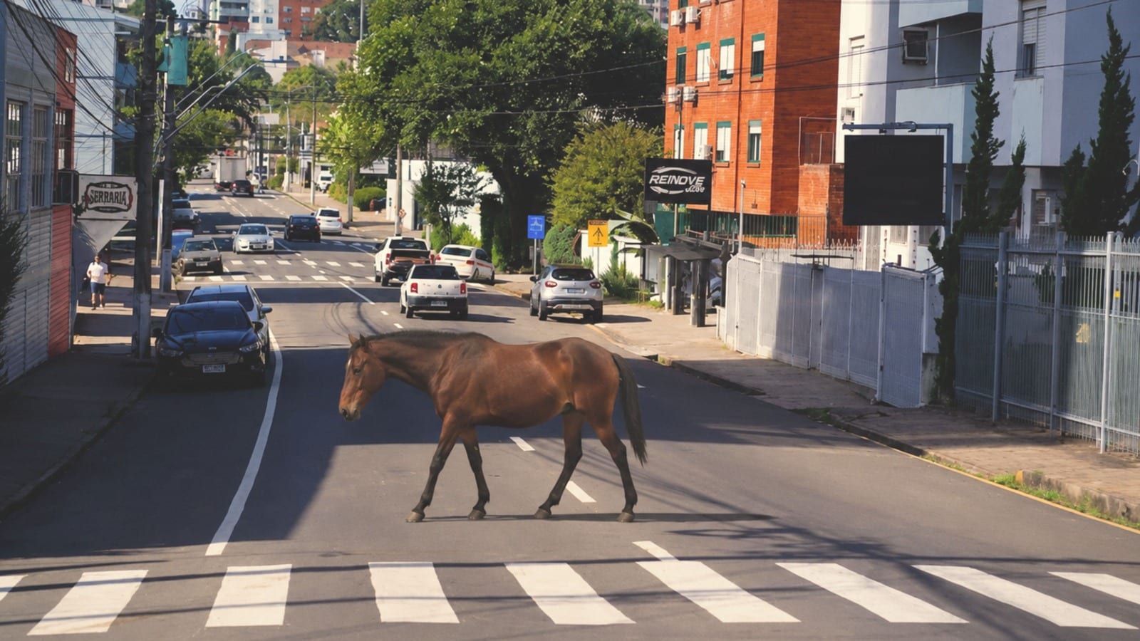 Sistema de identificação de cavalos por microchip em Passo Fundo é proposto por Luizinho Valendorf.