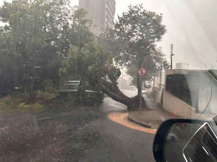 Temporal de 62,7 mm causa transtornos e queda de árvores em bairros de Valinhos