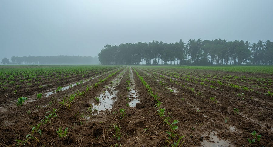 Em ano de El Niño, Embrapa apresenta 163 medidas para gestão de riscos climáticos no campo