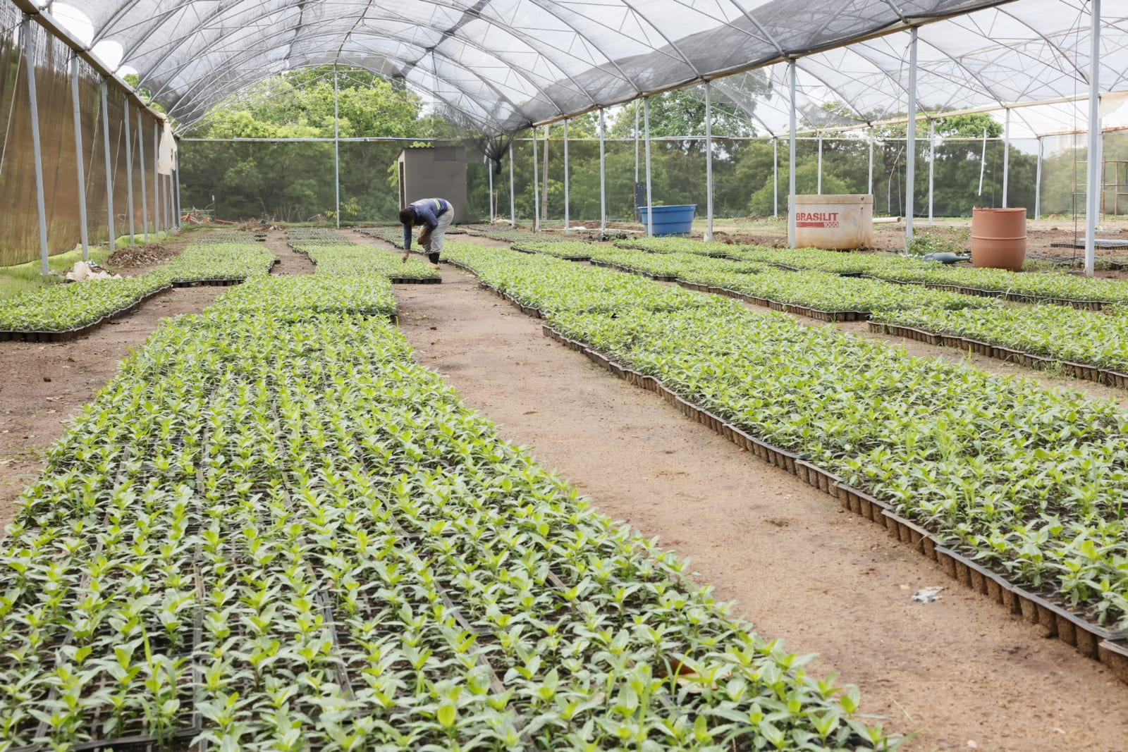 Com 69 mil novas mudas, Prefeitura reforça ações de paisagismo em Palmas