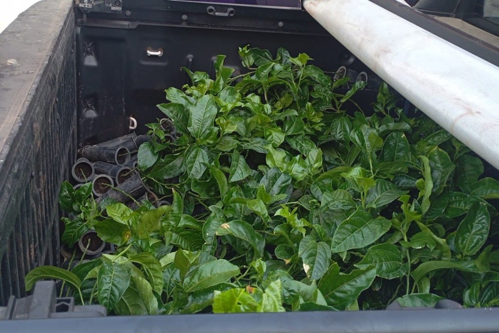 Quintais produtivos em Várzea Grande fornecem 130 kg de maracujá à merenda
