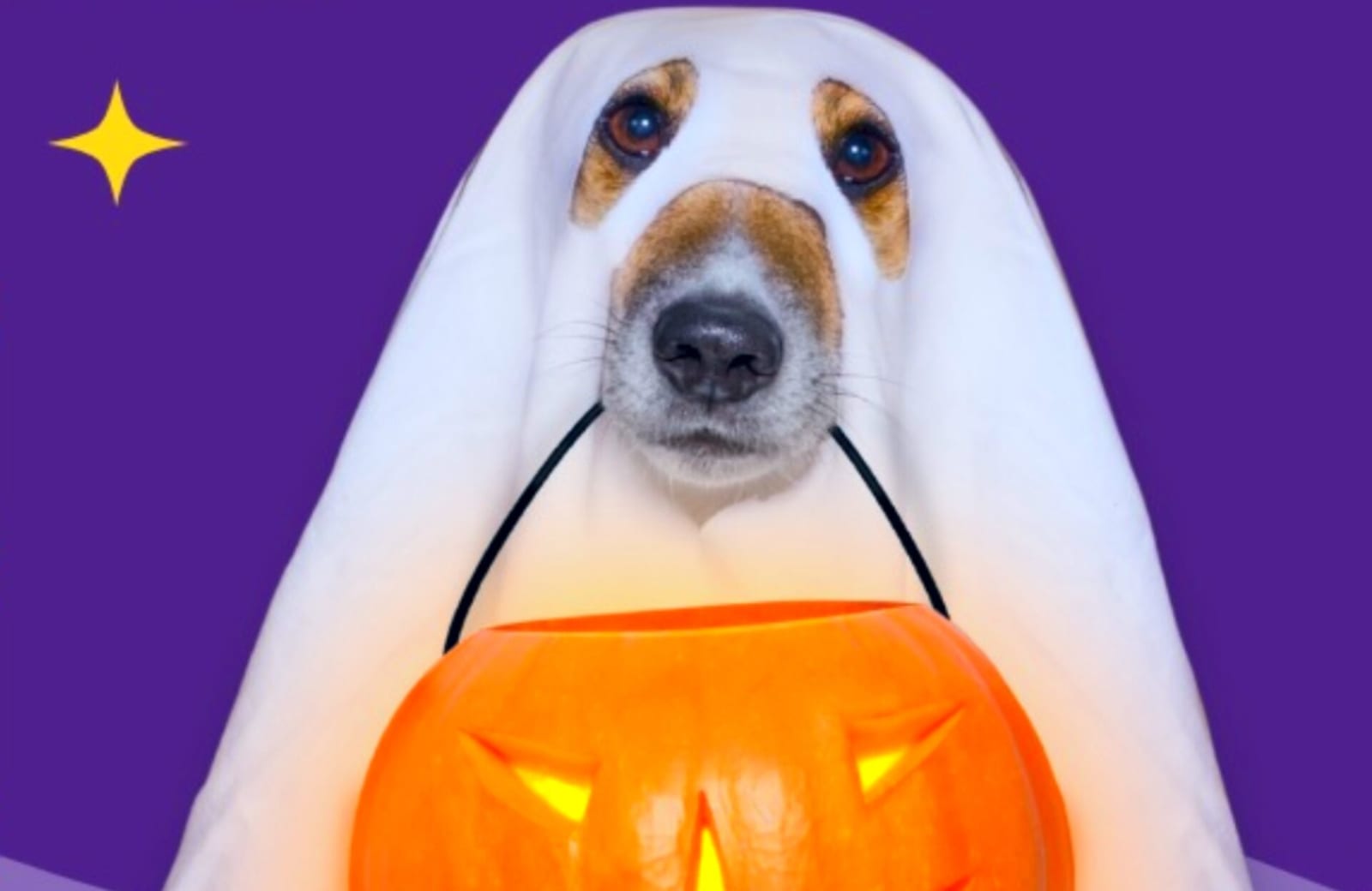 Feira Canela + Verde terá desfile de pets no Halloween, neste sábado