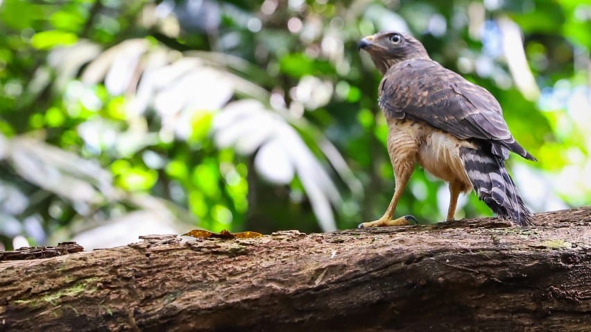 Governo de PE lança edital de R$ 500 mil para incentivar o turismo de observação de aves