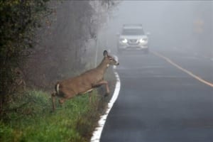 Concessionária de rodovia tem o dever de cuidar de animais atropelados, diz STJ