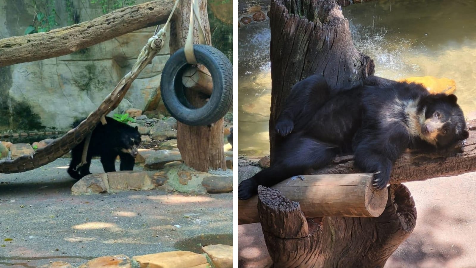 Após elefante Sandro, MP pede transferência de ursos do Zoológico de Sorocaba para santuário