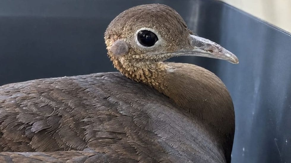 Ameaçado de extinção, macuco é resgatado de calçada movimentada e devolvido à natureza em Mongaguá
