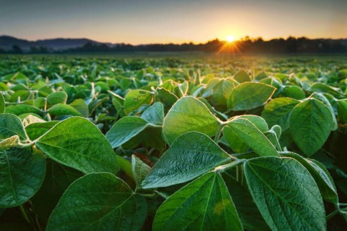 Agro apresenta 5 prioridades para o próximo governo reduzir custos e ampliar investimentos