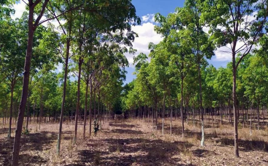 Palmas recebe seminário sobre florestas plantadas no dia 10 de novembro; inscrições estão abertas