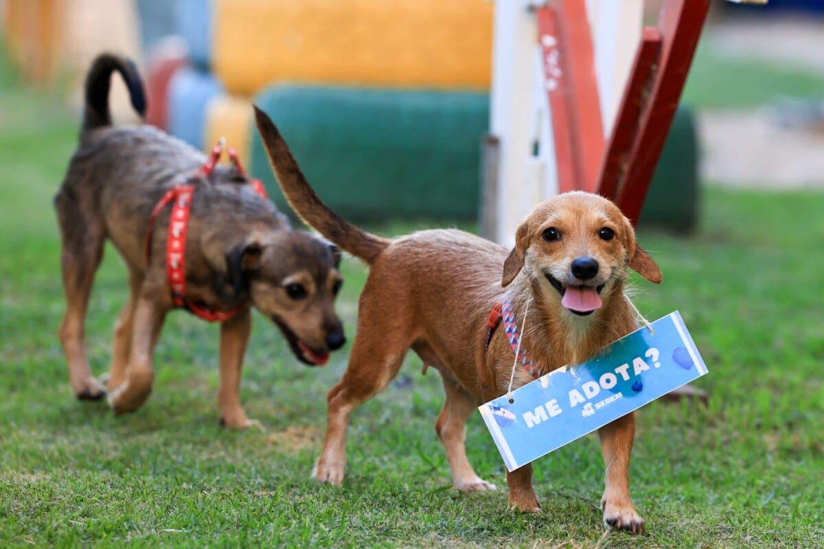 Prefeitura promove evento de interação para incentivar a adoção responsável de cães e gatos