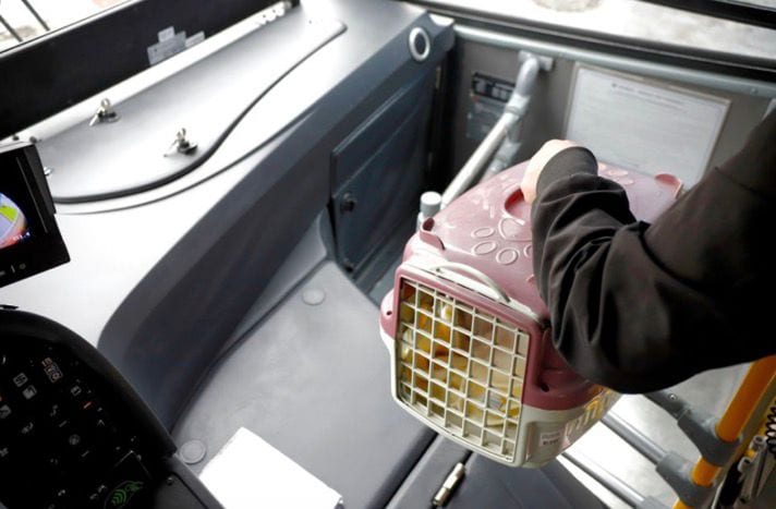 Caxias do Sul (RS) passa a permitir animais de estimação no transporte coletivo