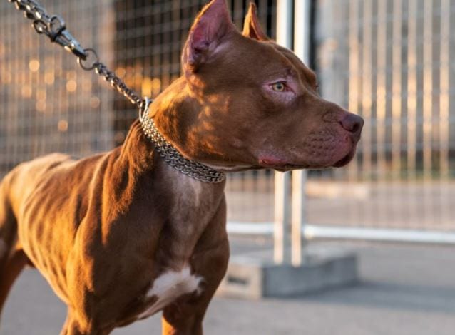 Pitbull ataca pedestre e é abatido por policial militar em Tramandaí
