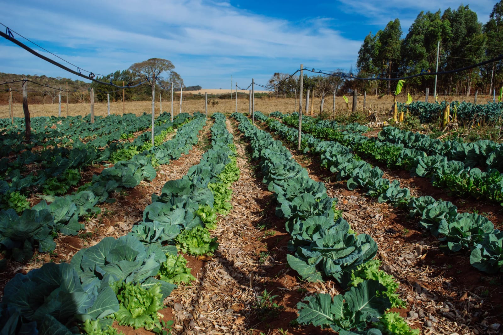 Estudo: PL e PP são as principais ameaças à agroecologia no Congresso