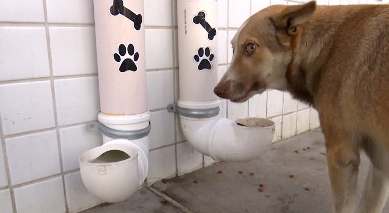 Alego aprova abrigos e pontos de alimentação para animais de rua