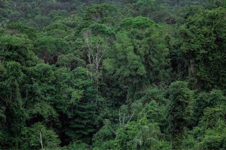 Atuação ambiental do MPF na Amazônia soma R$ 893 milhões em condenações no PA, AP e MT em três anos