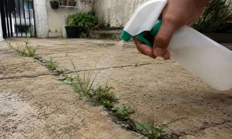 Como eliminar o mato entre pisos com solução caseira e evitar o retorno rápido