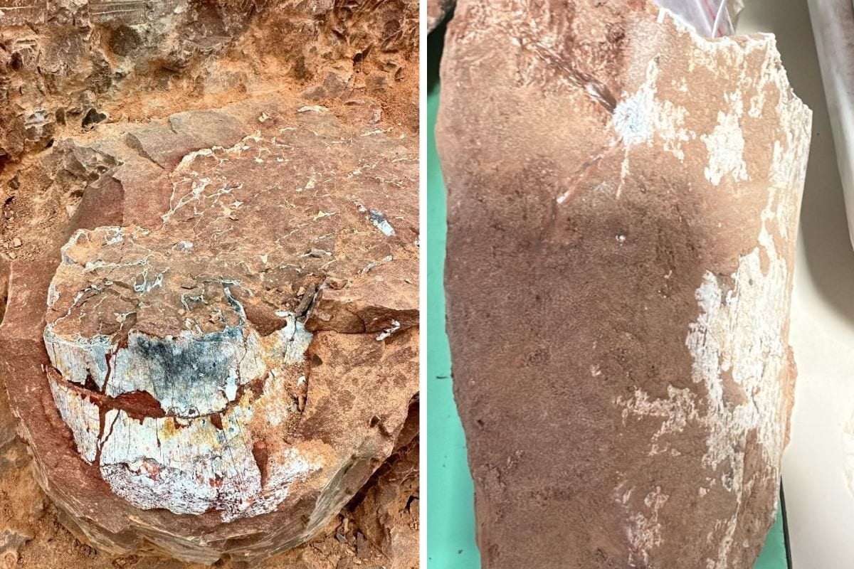 Pesquisadores acham fragmentos de fósseis de crocodilos pré-históricos em Presidente Prudente