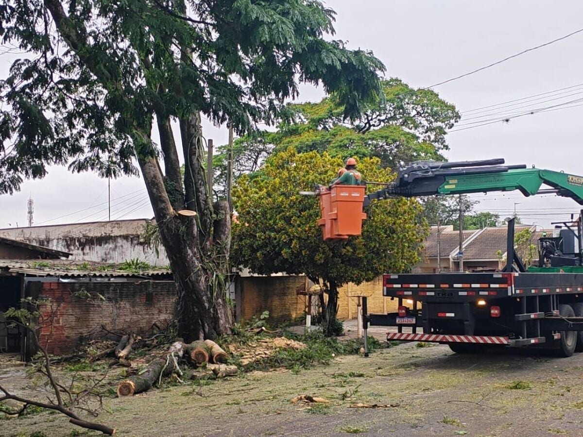 Prefeitura homologa contratação de empresa para remoções de até 25 mil árvores; custo final pode chegar a R$ 78 milhões